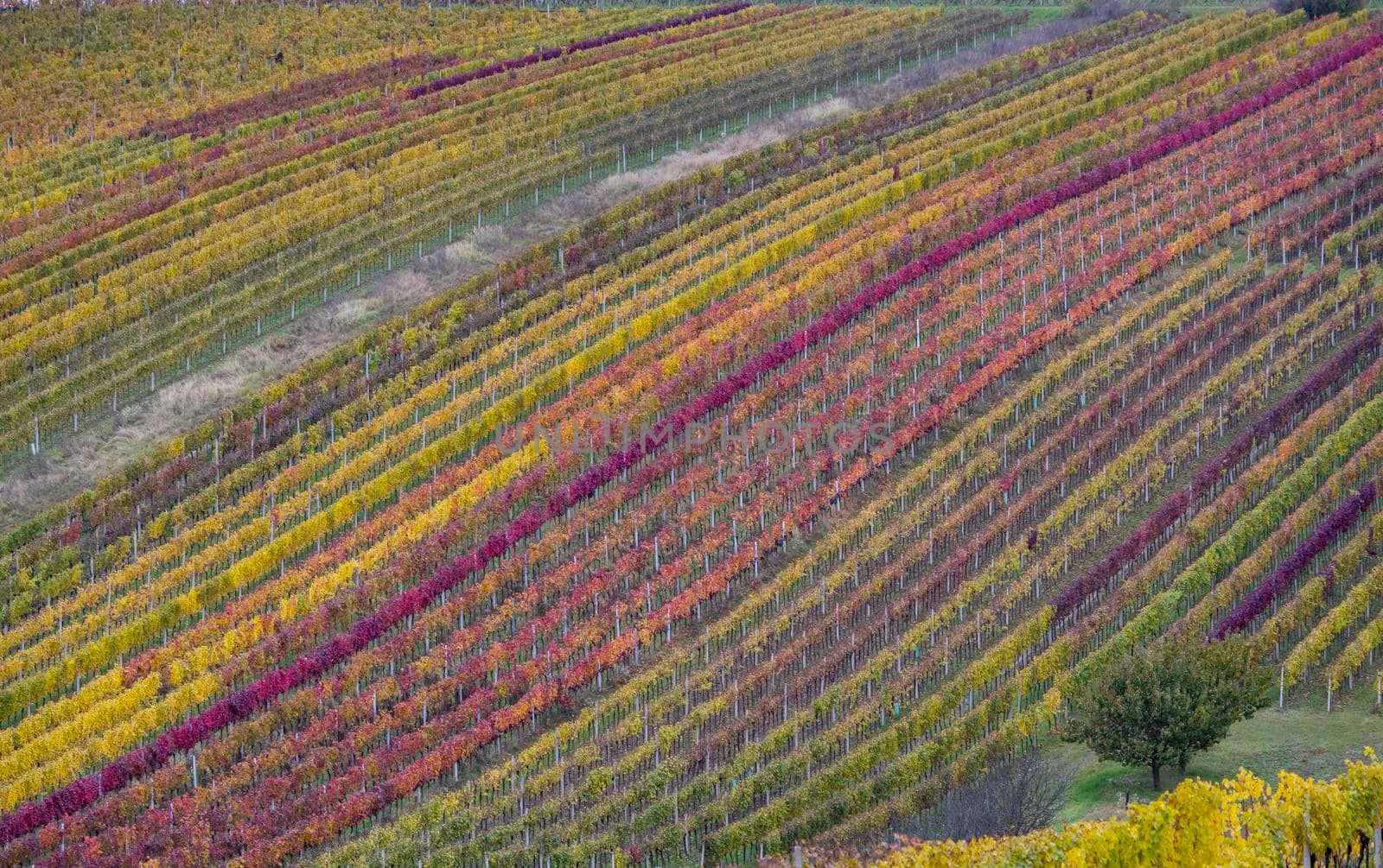 Autumn vineyard near Cejkovice, Southern Moravia, Czech Republic