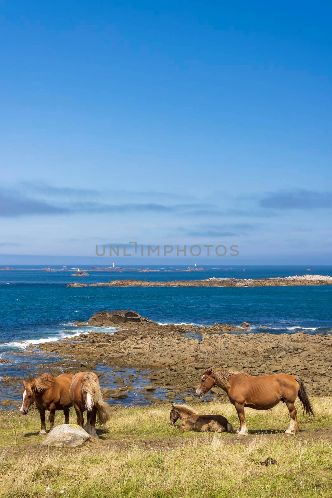 Horse in a field near Tremazan in Brittany, France by phbcz