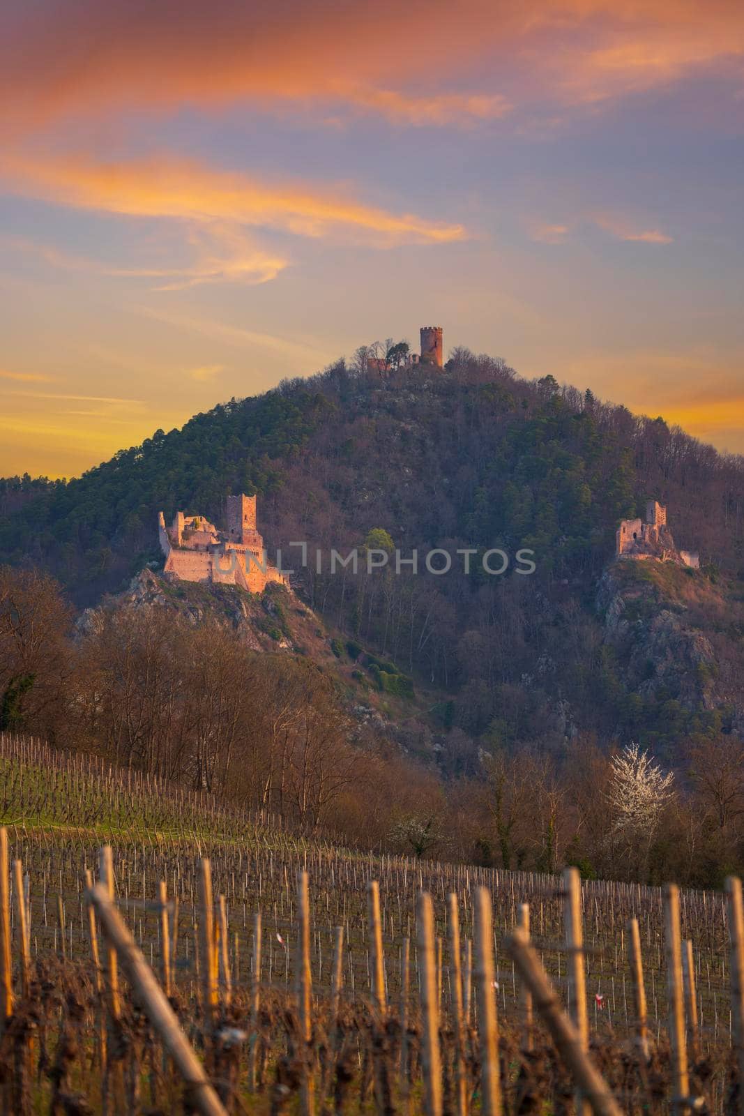 Chateau de Saint-Ulrich ruins, Chateau du Girsberg ruins and Chateau du Haut-Ribeaupierre near Ribeauville, Alsace, France