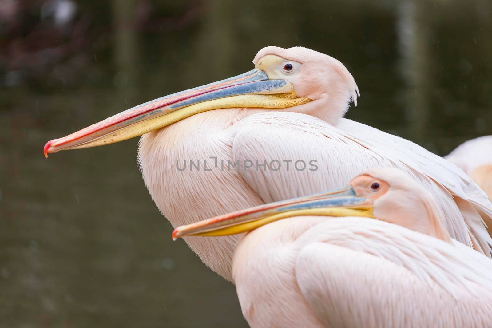 pelicans at Jihlava ZOO, Czech Republic by phbcz