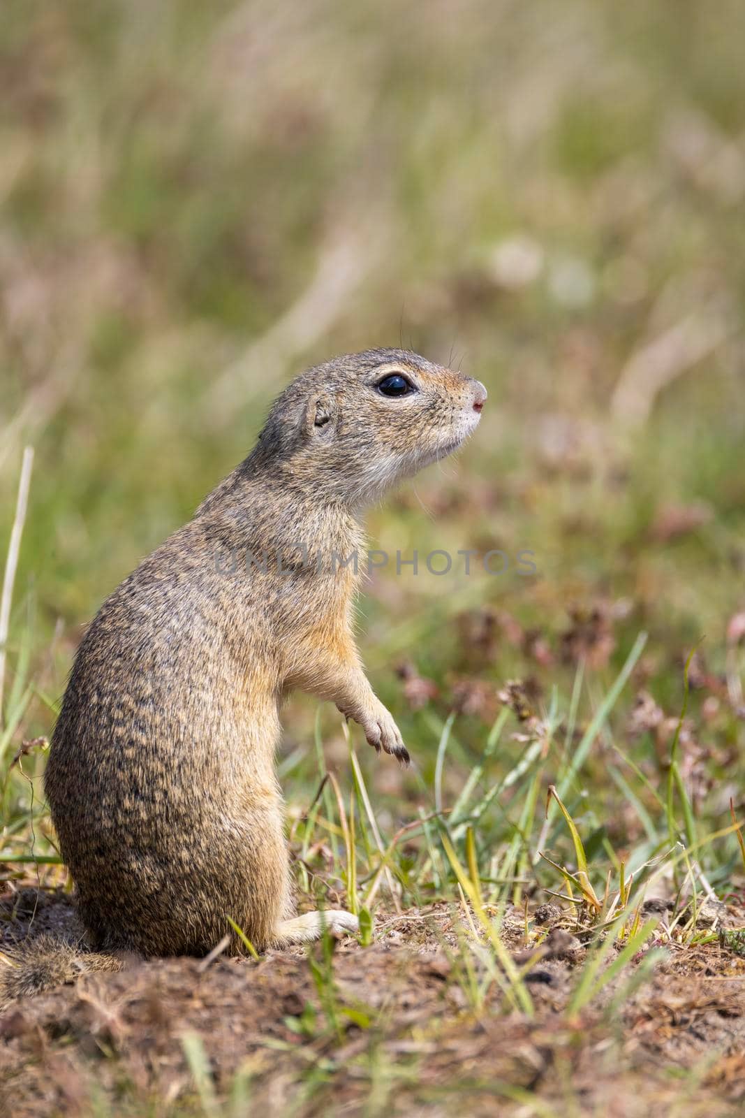 Ground squirrel colony, national natural monuments Radouc, Mlada Boleslav, Czech Republic by phbcz