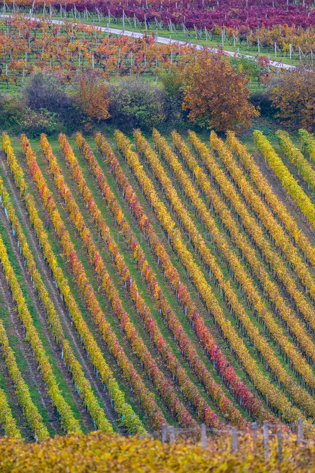 Autumn vineyard near Cejkovice, Southern Moravia, Czech Republic