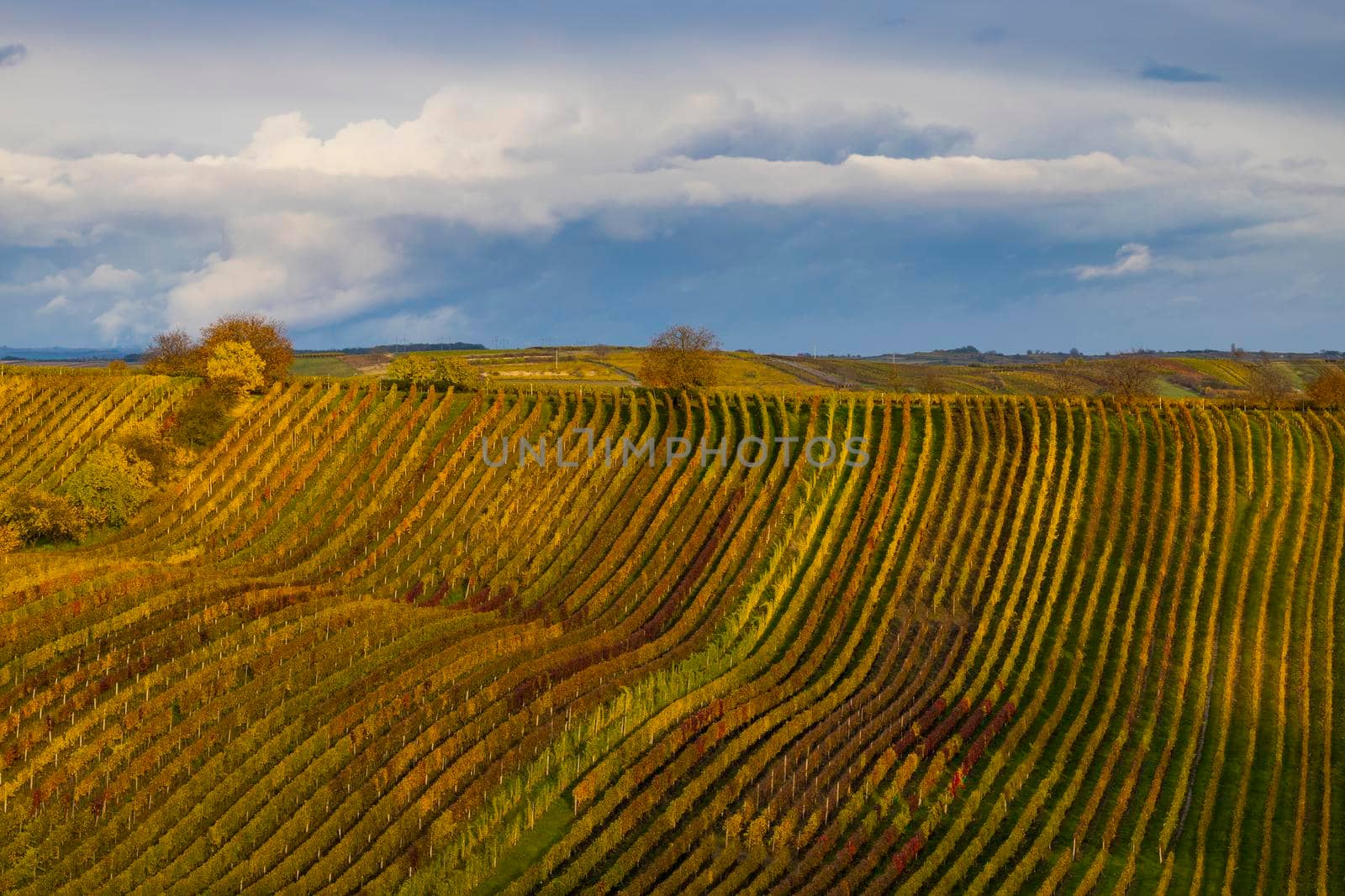 Autumn vineyard near Cejkovice, Southern Moravia, Czech Republic by phbcz