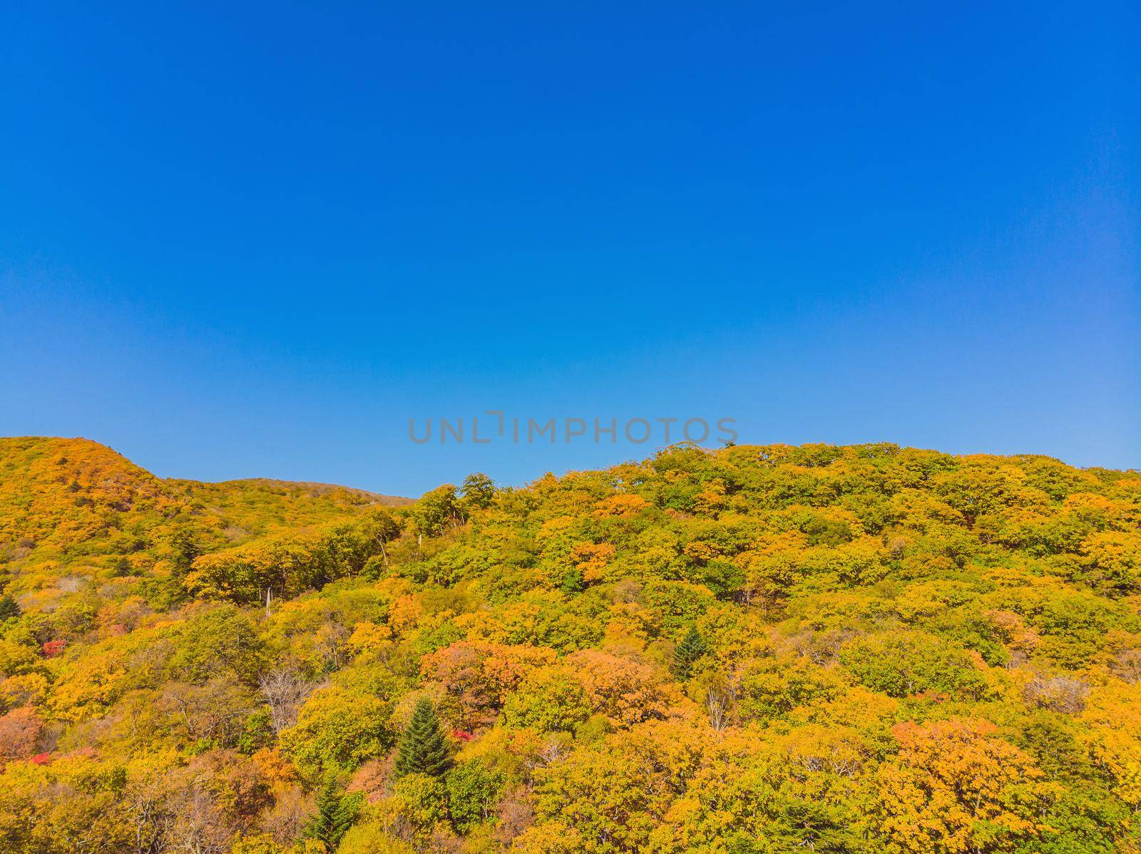 Aerial top down view of autumn forest with green and yellow trees. Mixed deciduous and coniferous forest. Beautiful fall scenery.