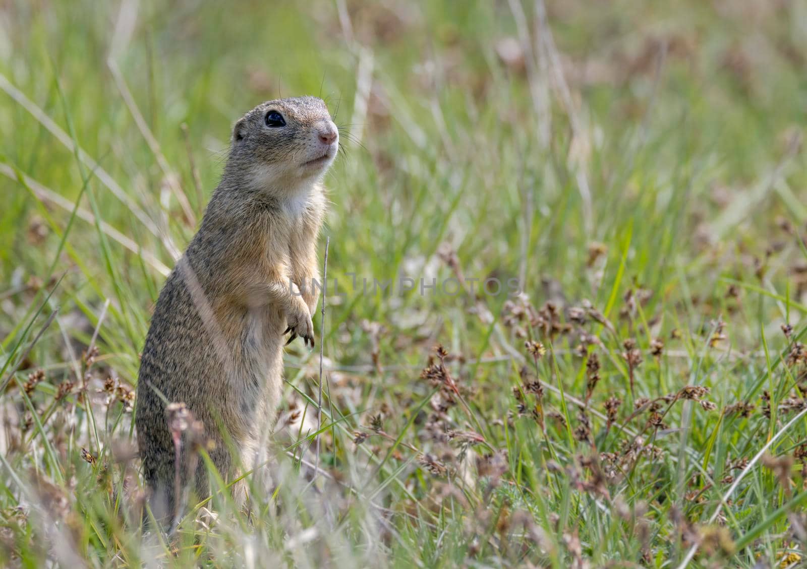 Ground squirrel colony, national natural monuments Radouc, Mlada Boleslav, Czech Republic by phbcz