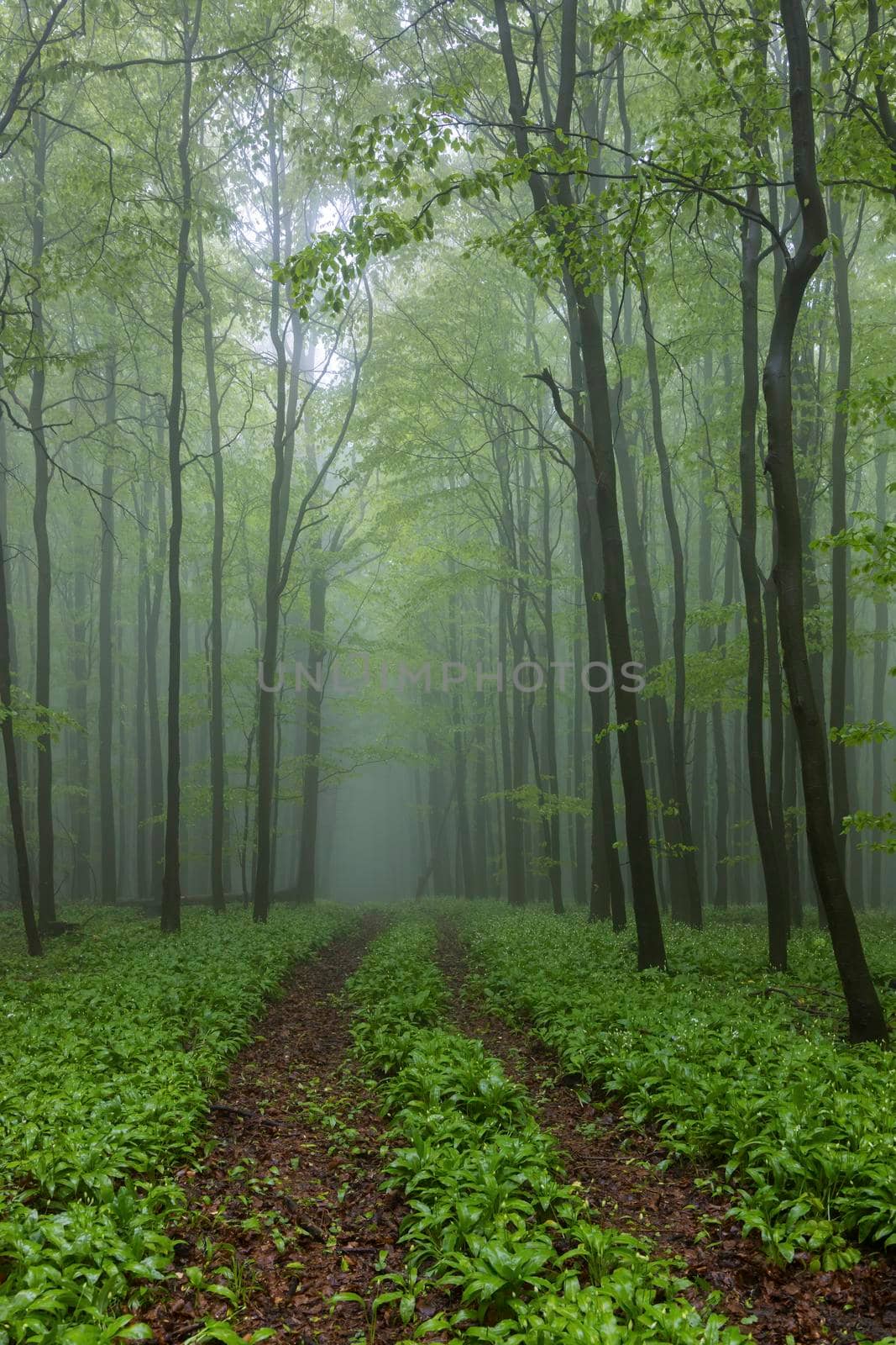 Spring beech forest in White Carpathians, Southern Moravia, Czech Republic