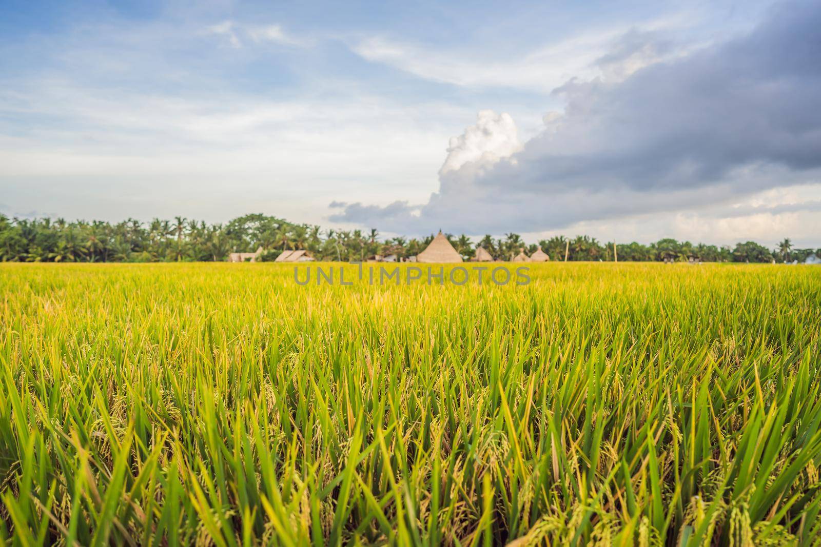 Rice field in sunrise time for background.