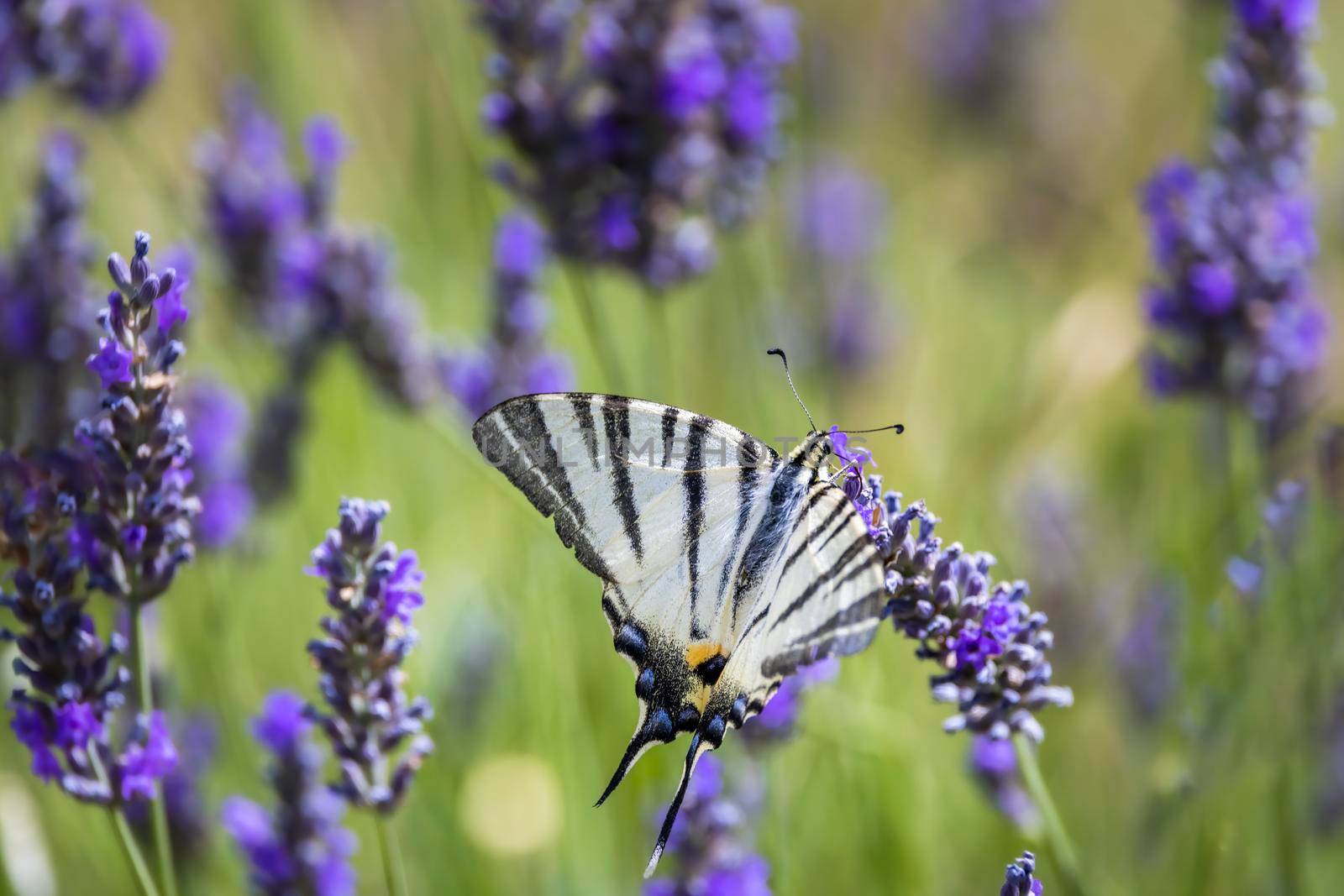 Fennel Swallowtail on lavender, Provence, France by phbcz