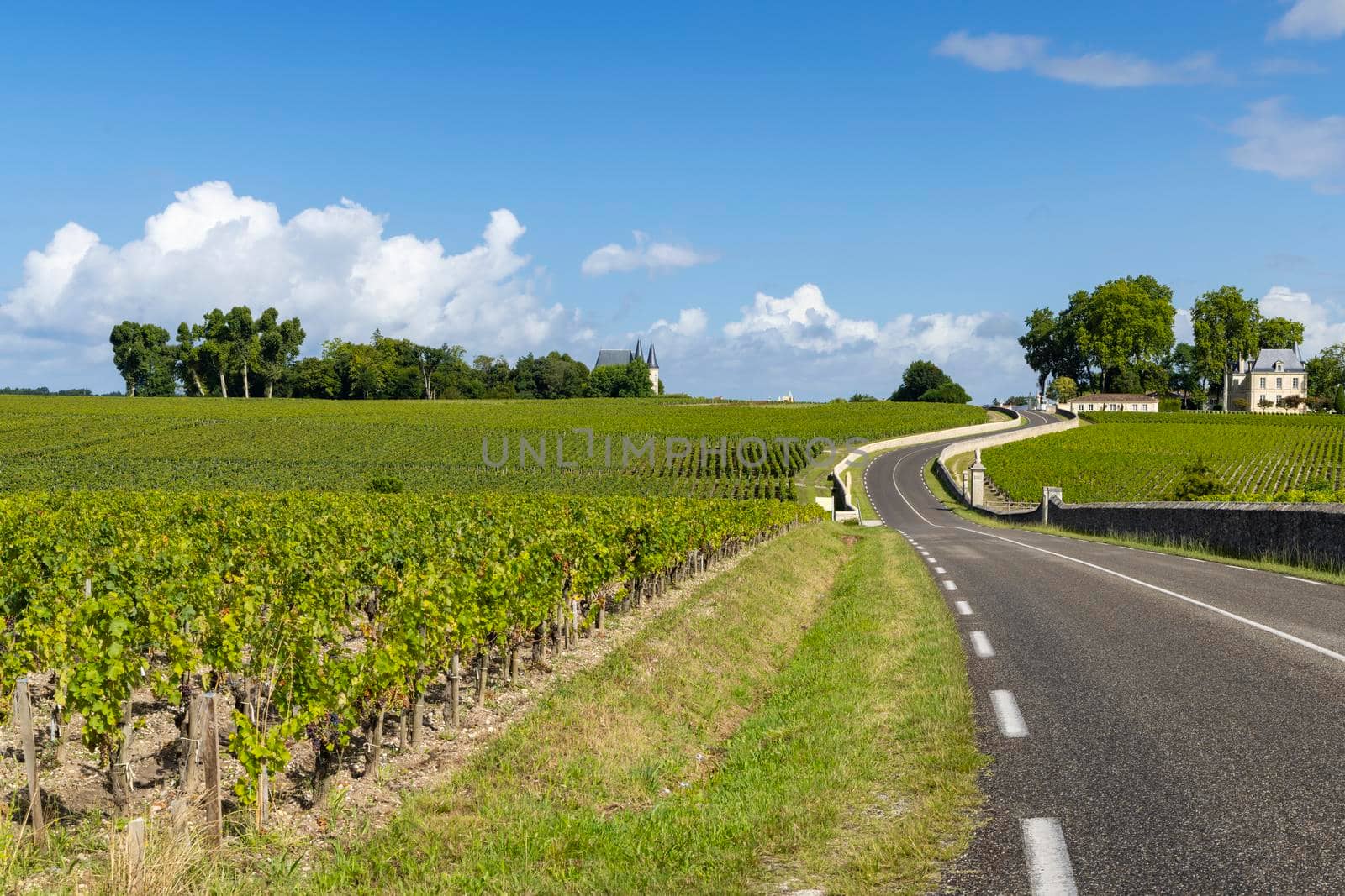 Typical vineyards near Chateau Pichon Longueville Comtesse de Lalande, Bordeaux, Aquitaine, France