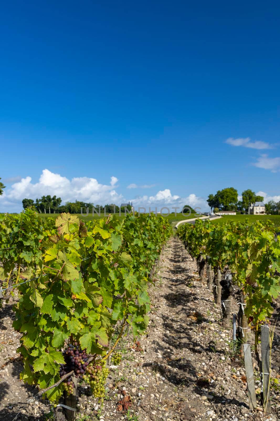 Typical vineyards near Chateau Pichon Longueville Comtesse de Lalande, Bordeaux, Aquitaine, France by phbcz