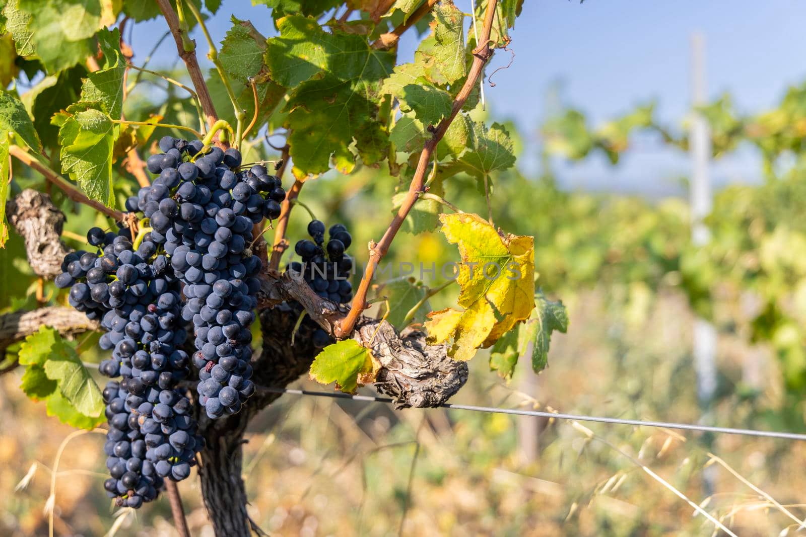 Typical vineyard with blue grapes near Chateauneuf-du-Pape, Cotes du Rhone, France