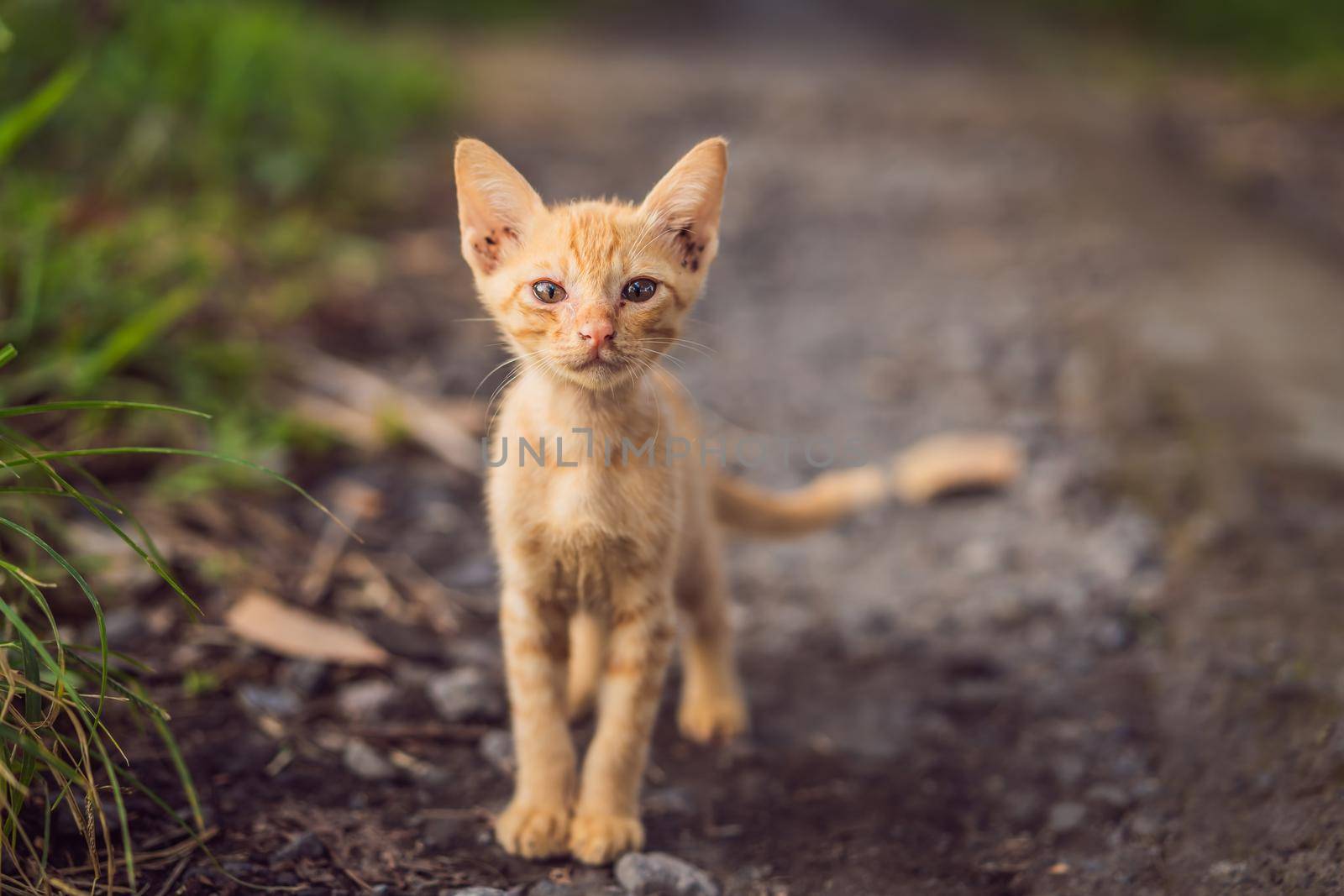 Red cat on a dirt road. Domestic red white cat.