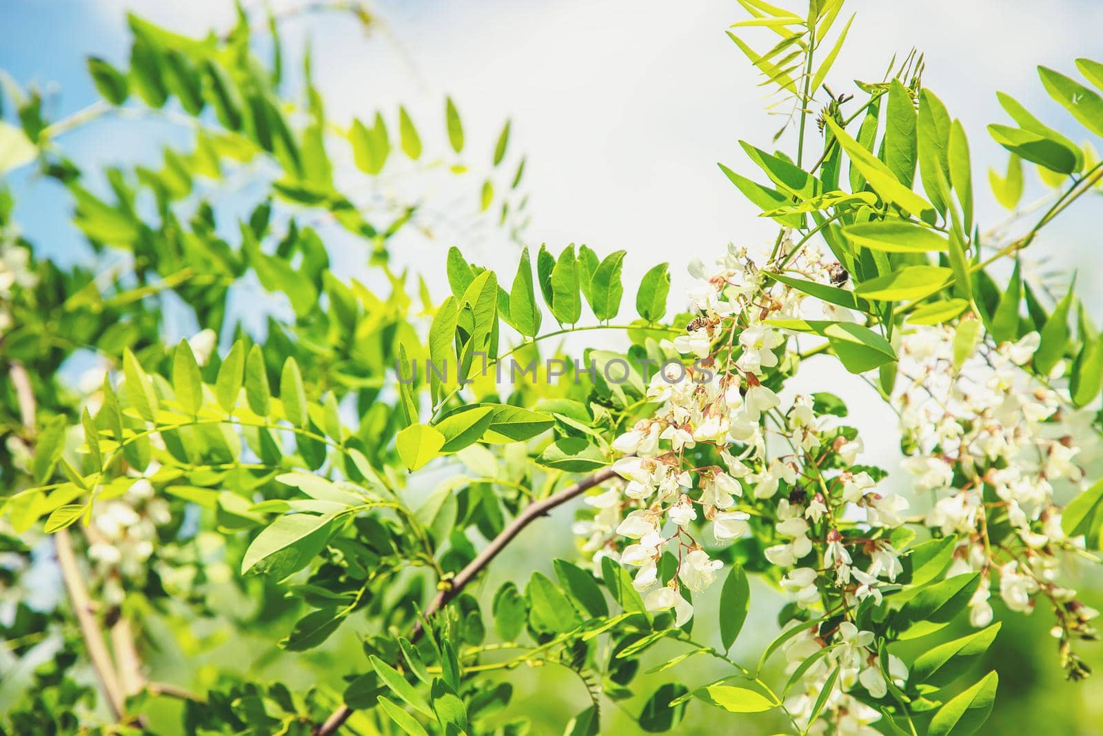 Flowering acacia tree in the garden. Selective focus. nature.