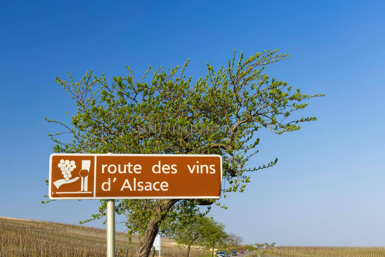 Wine road near Colmar, Alsace, France