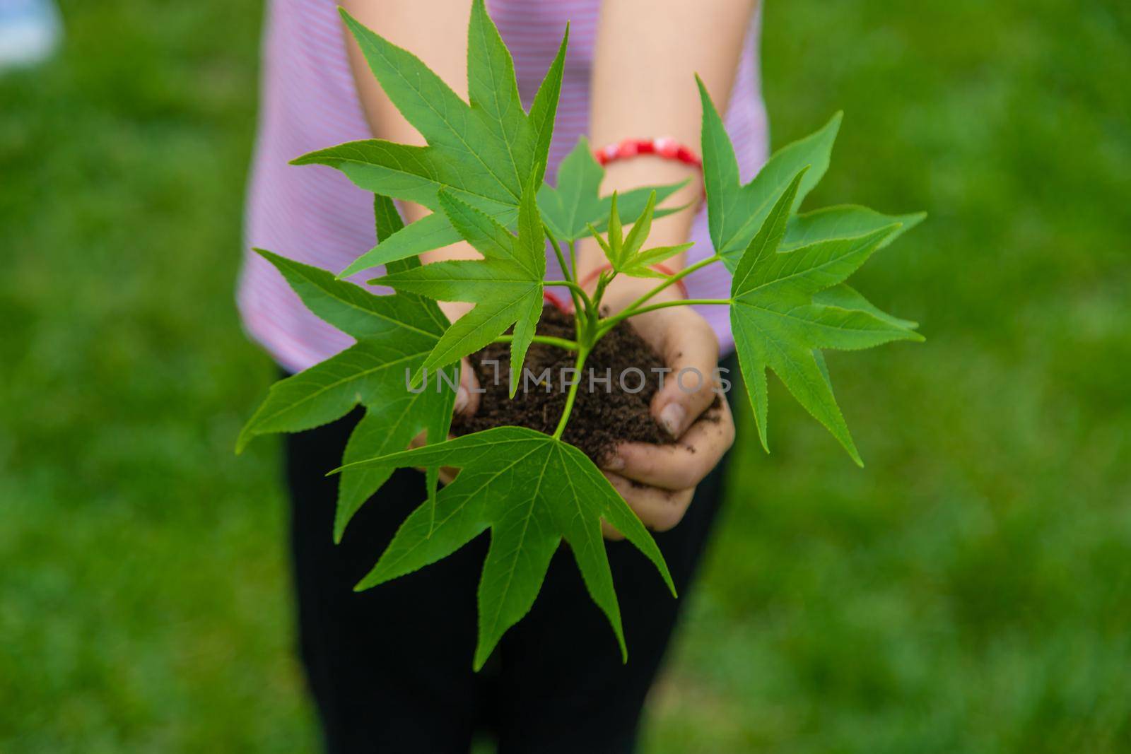 A child plants a plant in the garden. Selective focus.nature