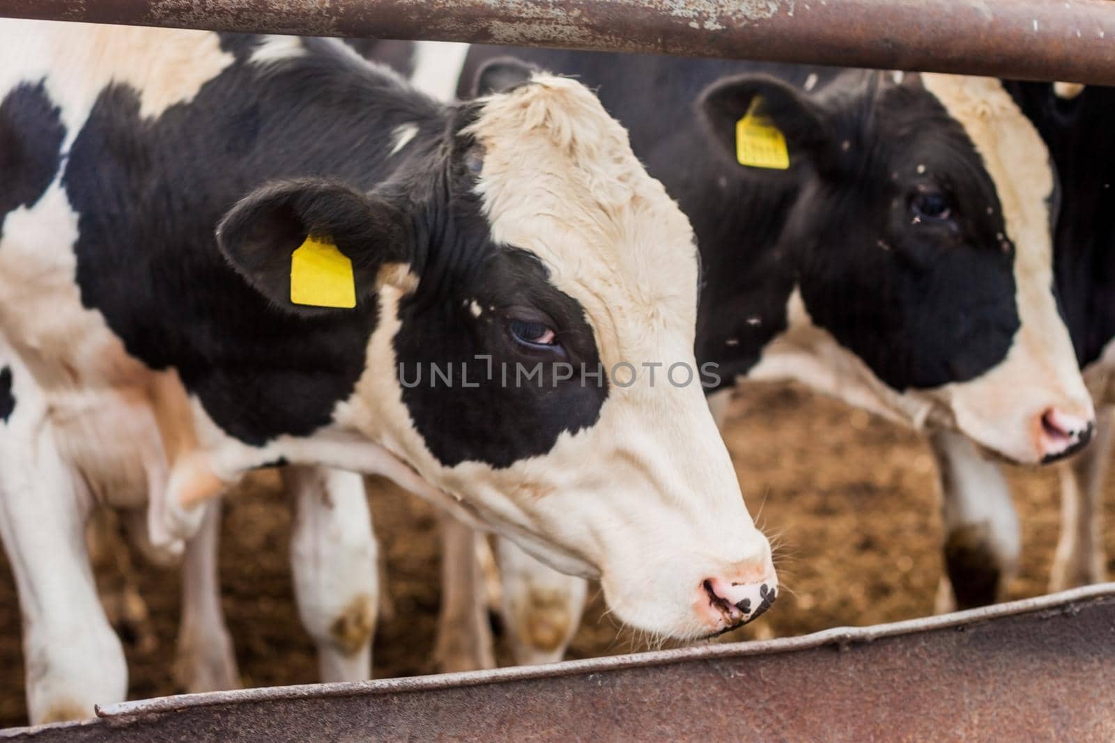 A herd of bulls in a pen, growing bulls