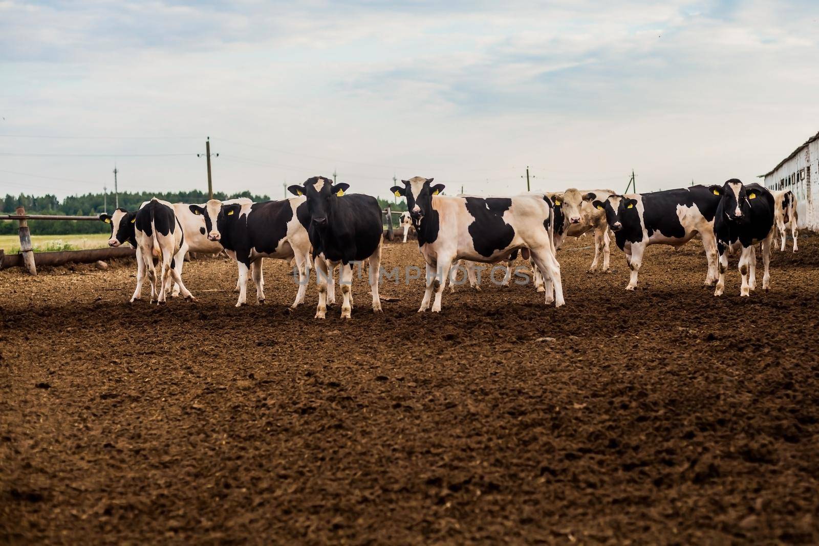 Young bulls are walking in the pen. Beef Growing.