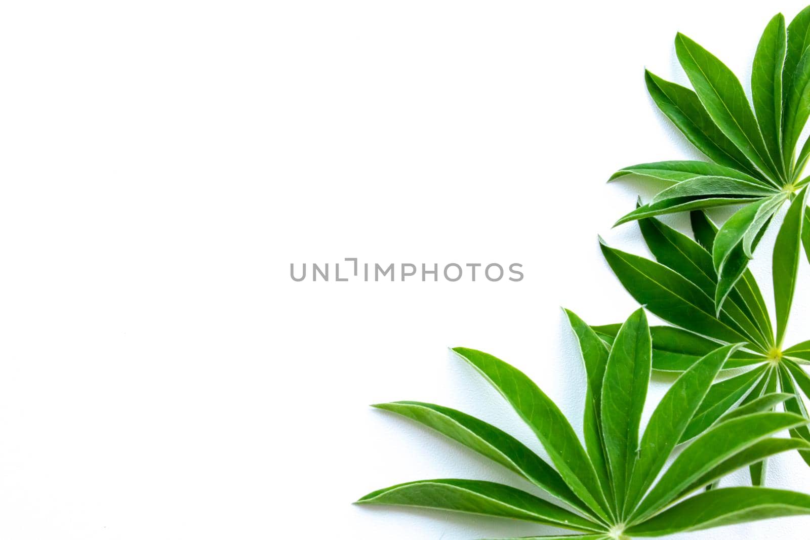 green leaves on a white background nature