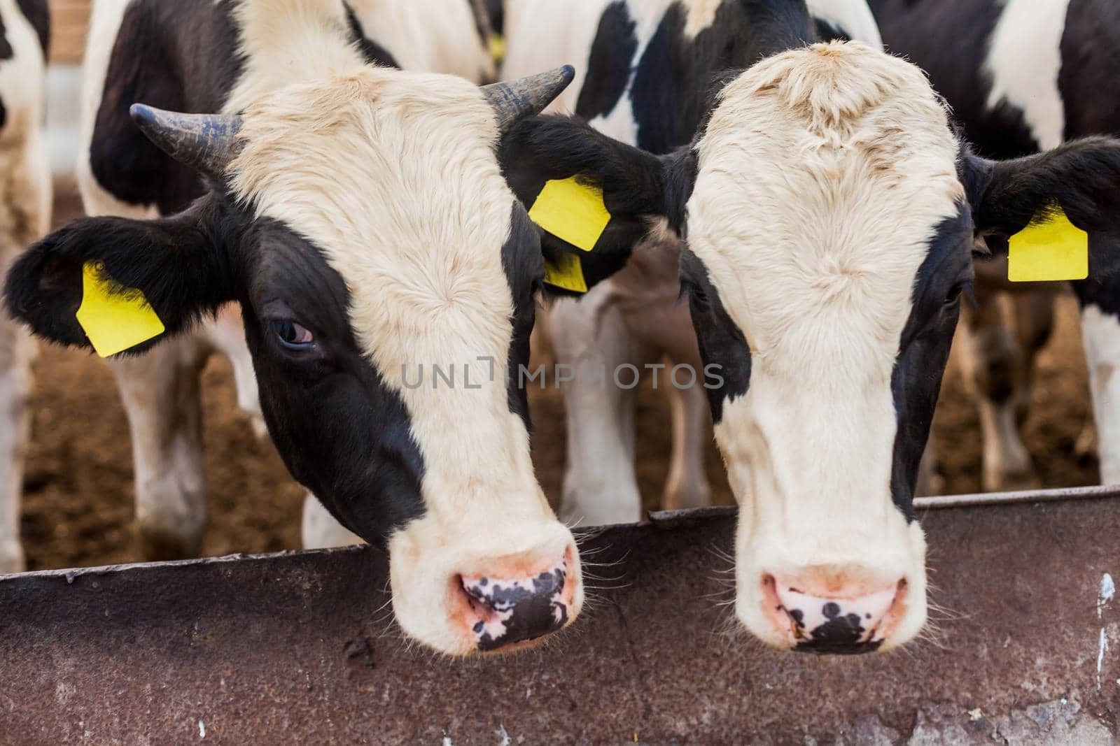 Farm for growing bull-calves for slaughter, bulls