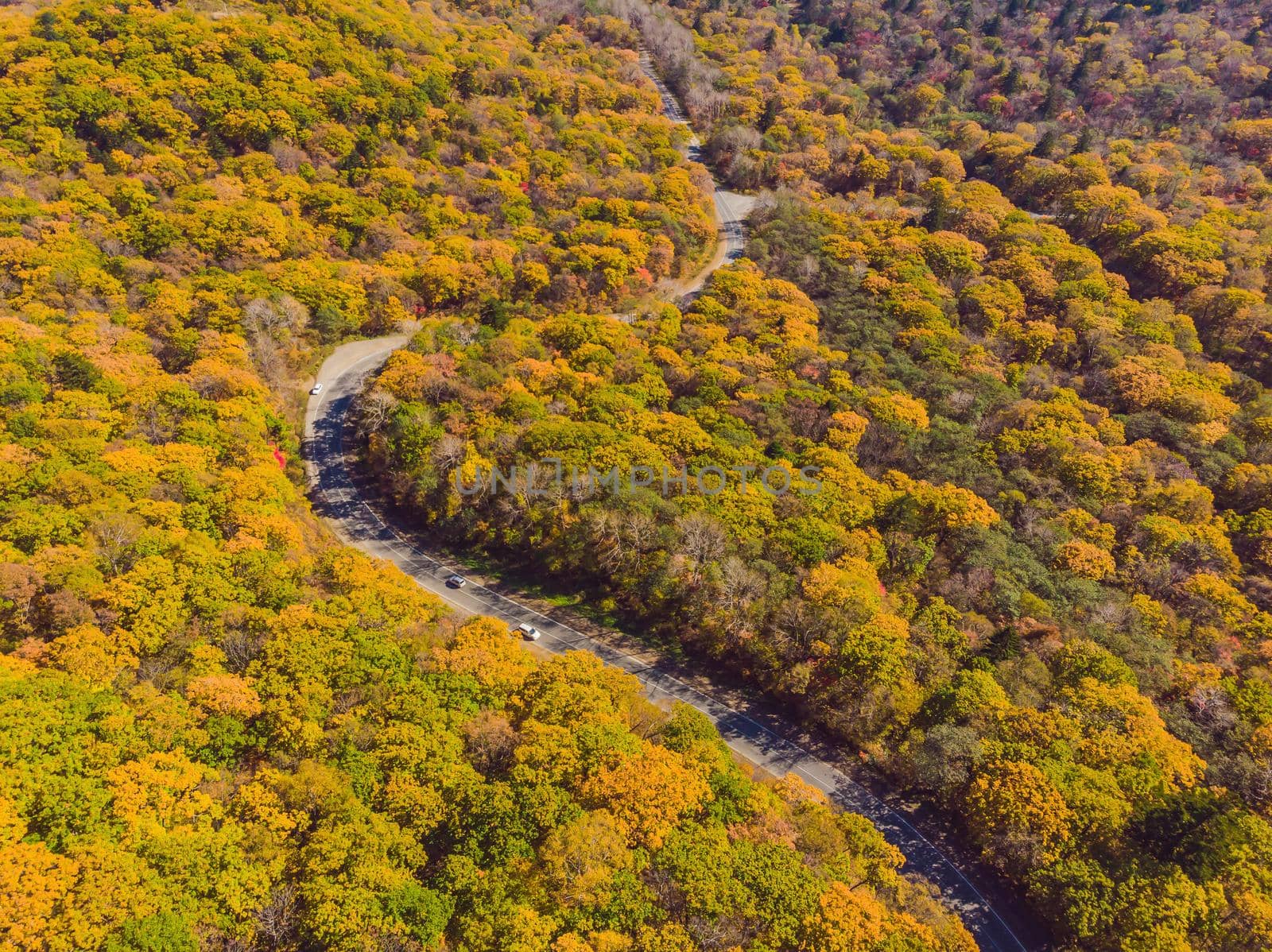 Aerial view of road in beautiful autumn forest at sunset. Beautiful landscape with empty rural road, trees with red and orange leaves. Highway through the park. Top view from flying drone. Nature.