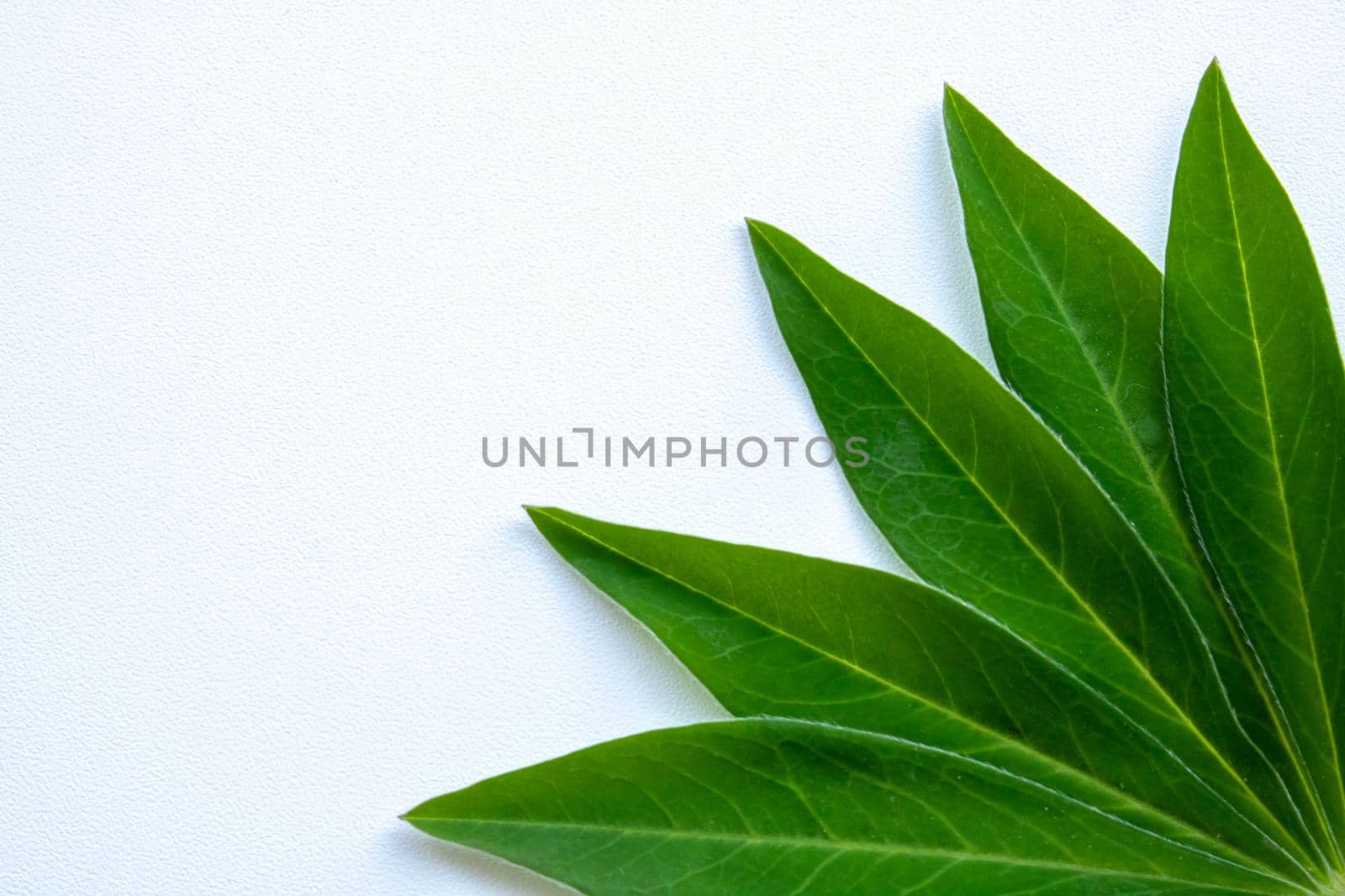 green leaves in the corner of the white background postcard by lapushka62