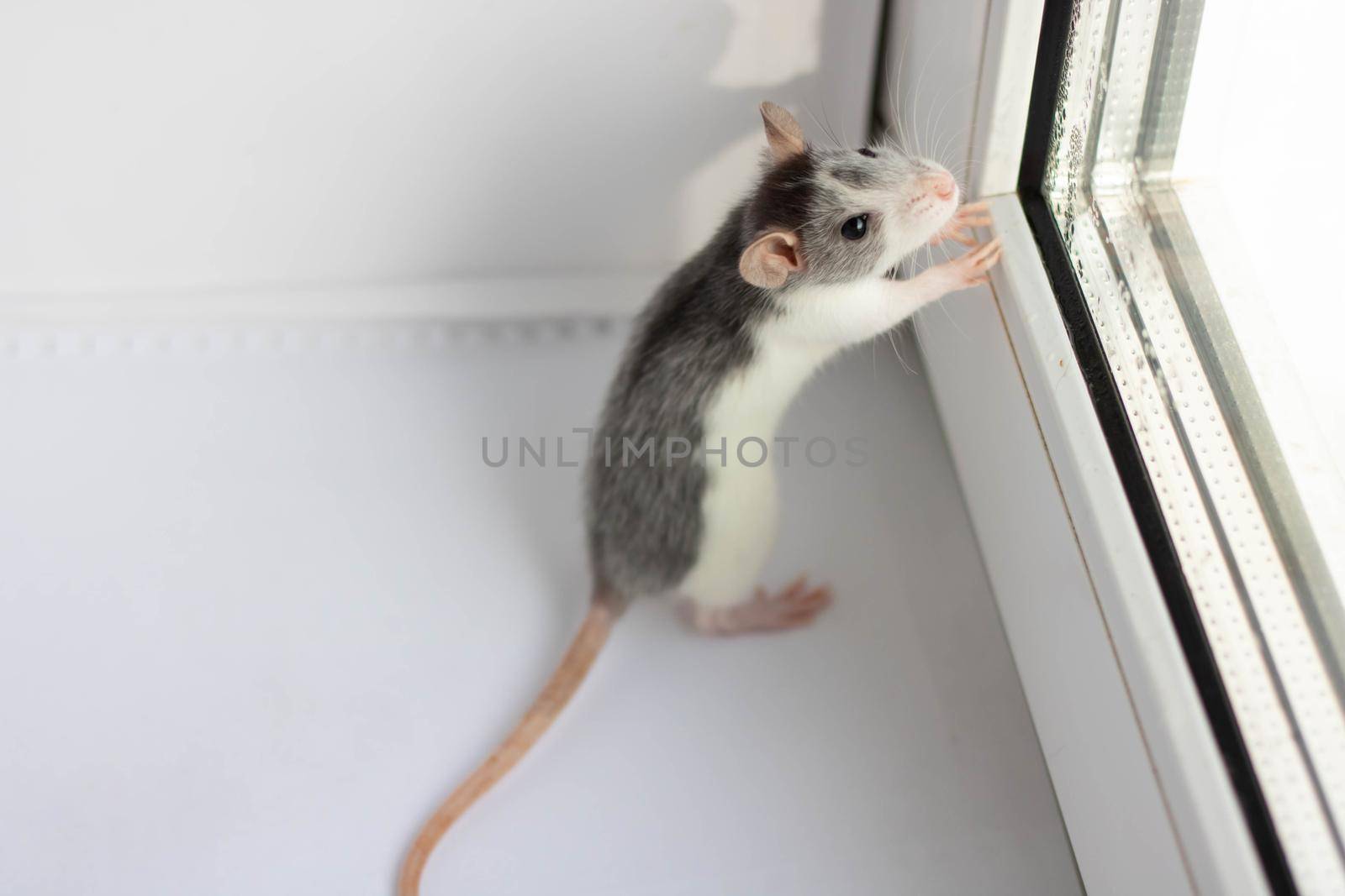 Little fluffy rat - a symbol of 2020 sits on a white background near the window. Year of the rat by horoscope.
