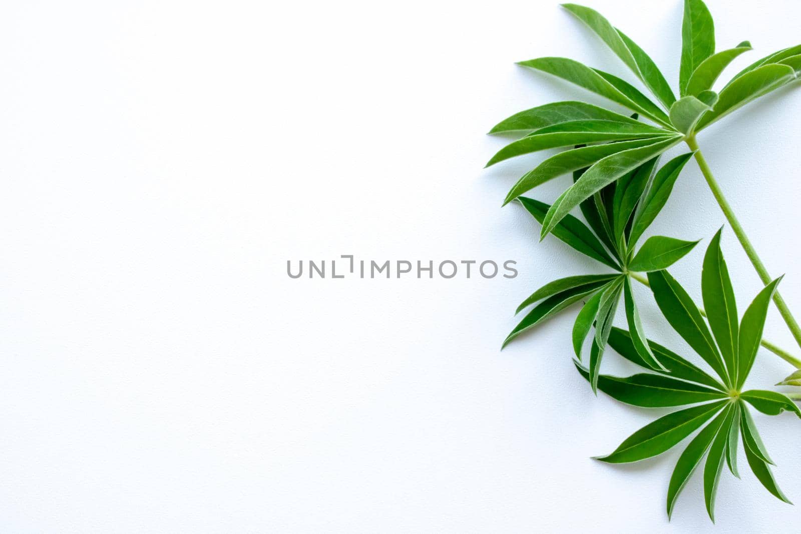 green leaf branches on white background. flat lay, top view. by lapushka62