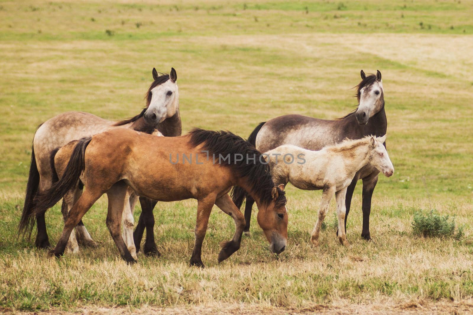 Family of horses grazing in the field