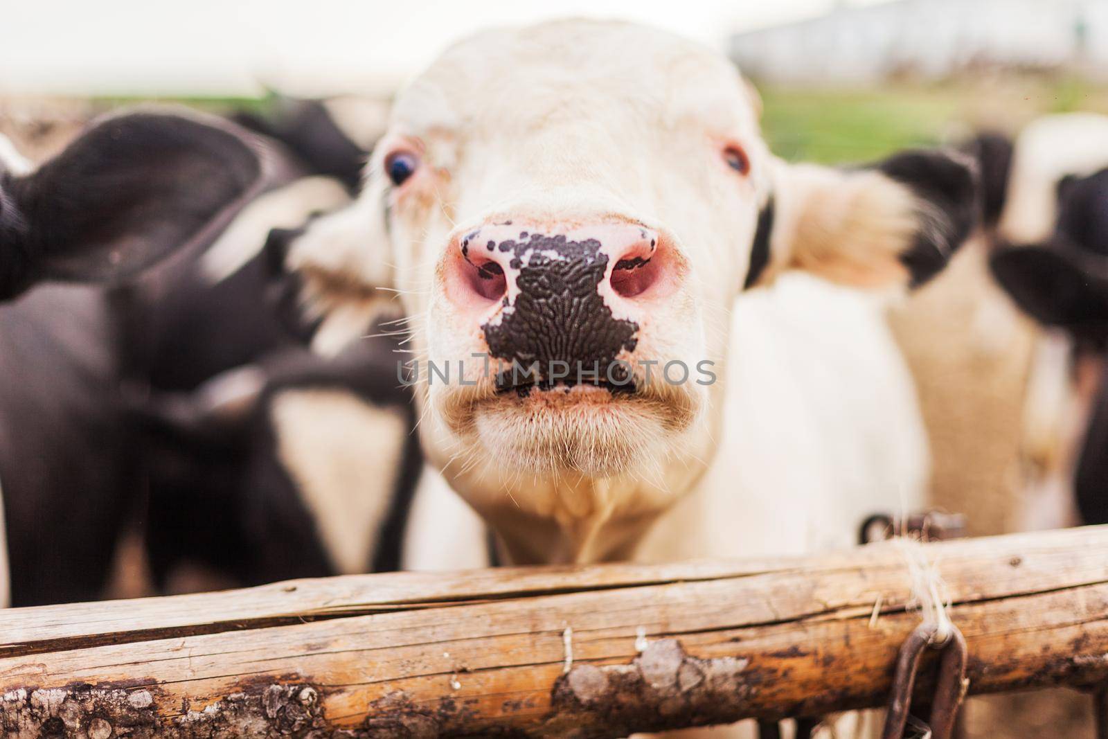 Head of a bull close-up Growing bull-calves into slaughter. A cow on the pasture. The head of a cow close-up. Butcher cow on the countryside.