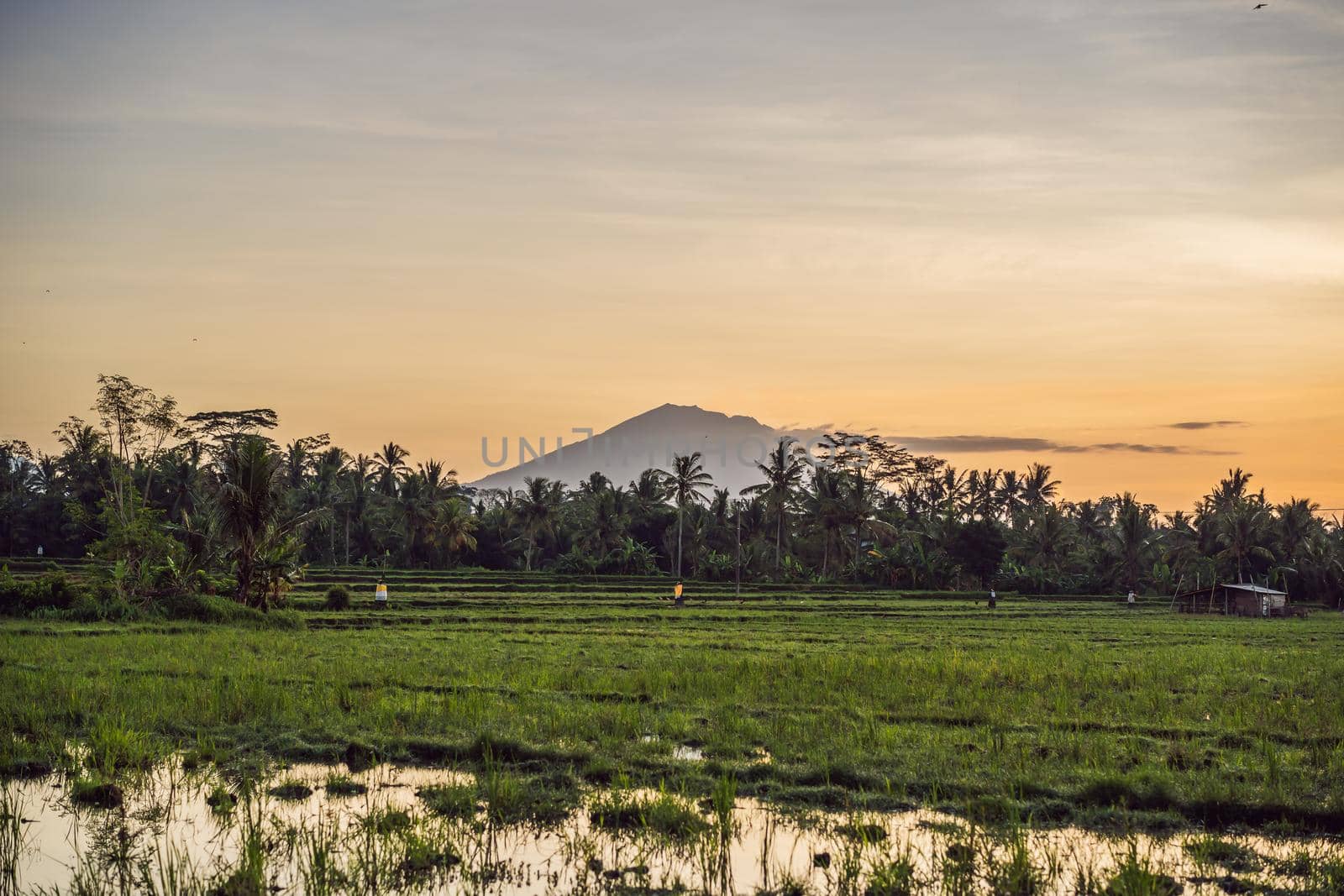 Landscape with green rice fields, palm trees and Agung volcano at sunny day in island Bali, Indonesia. Nature and travel concept.