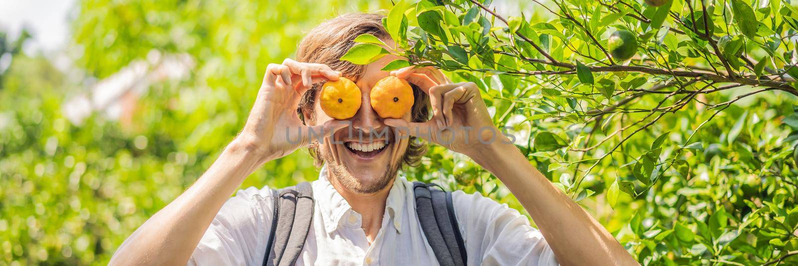 man with manlarinas on a tangerine plantation. BANNER, LONG FORMAT