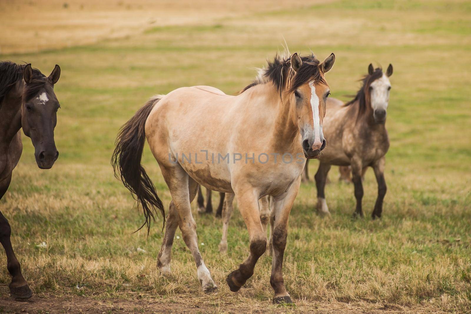 Family of horses grazing in the field