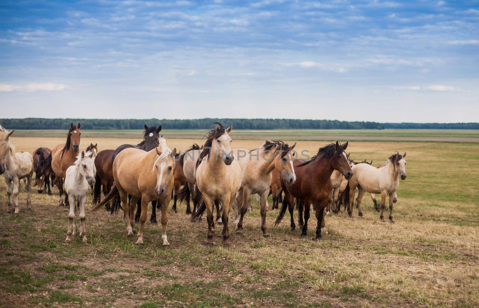 Running herd of horses to the right side of the field