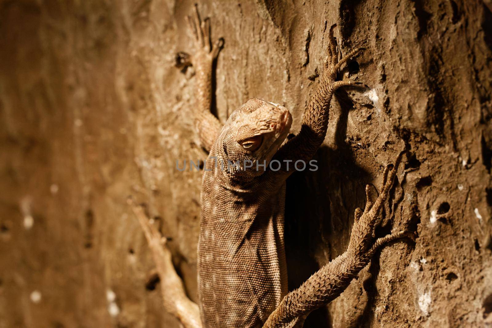 A huge lizard on a concrete wall looking at camera by clusterx