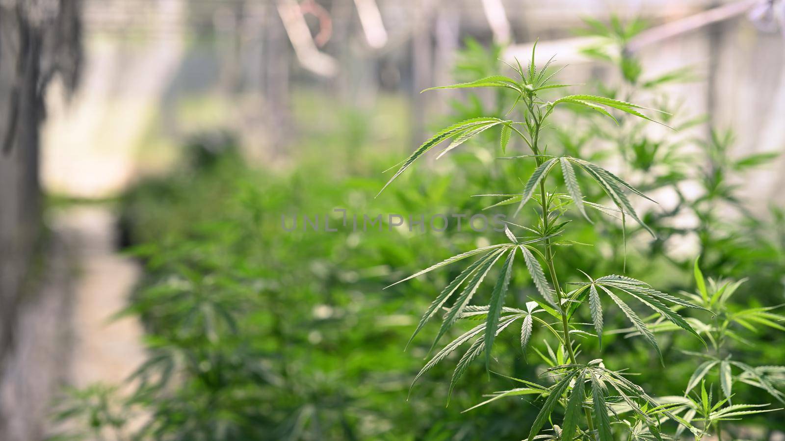 Growing organic cannabis in greenhouse. Herbal alternative medicine cannabidiol oil, Cannabis plantation for medical concept.