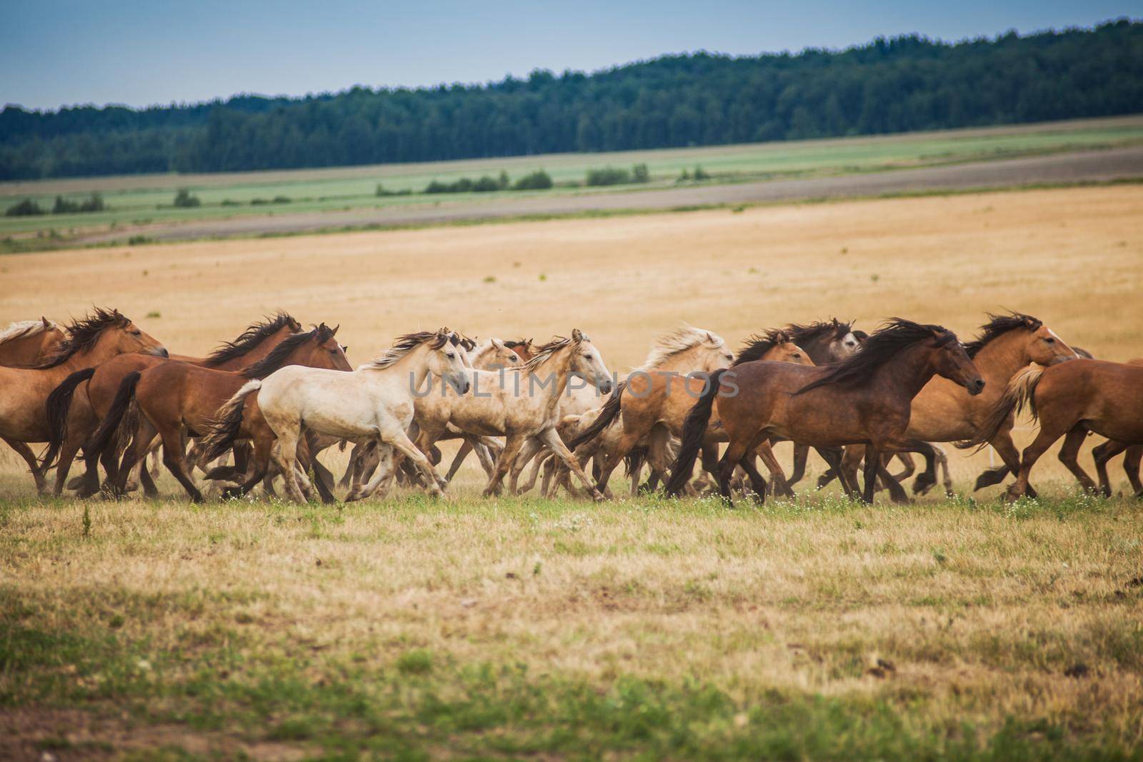 A herd of wild horses run across the field. A large herd of beautiful horses gallops across the field in summer.