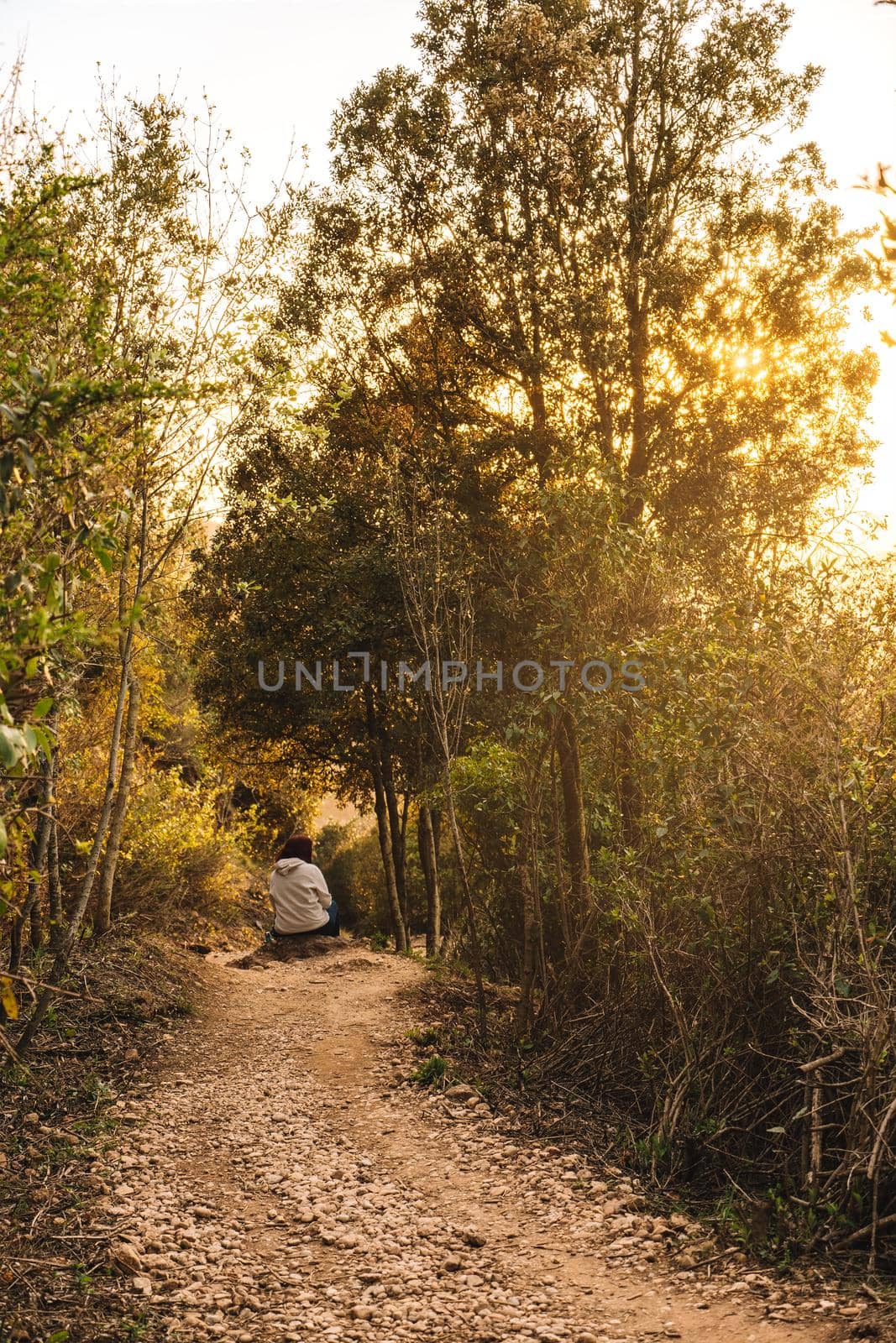 scenery of a path in the interior of the forest. leaves of different autumn colours, sun rays at sunset. by CatPhotography