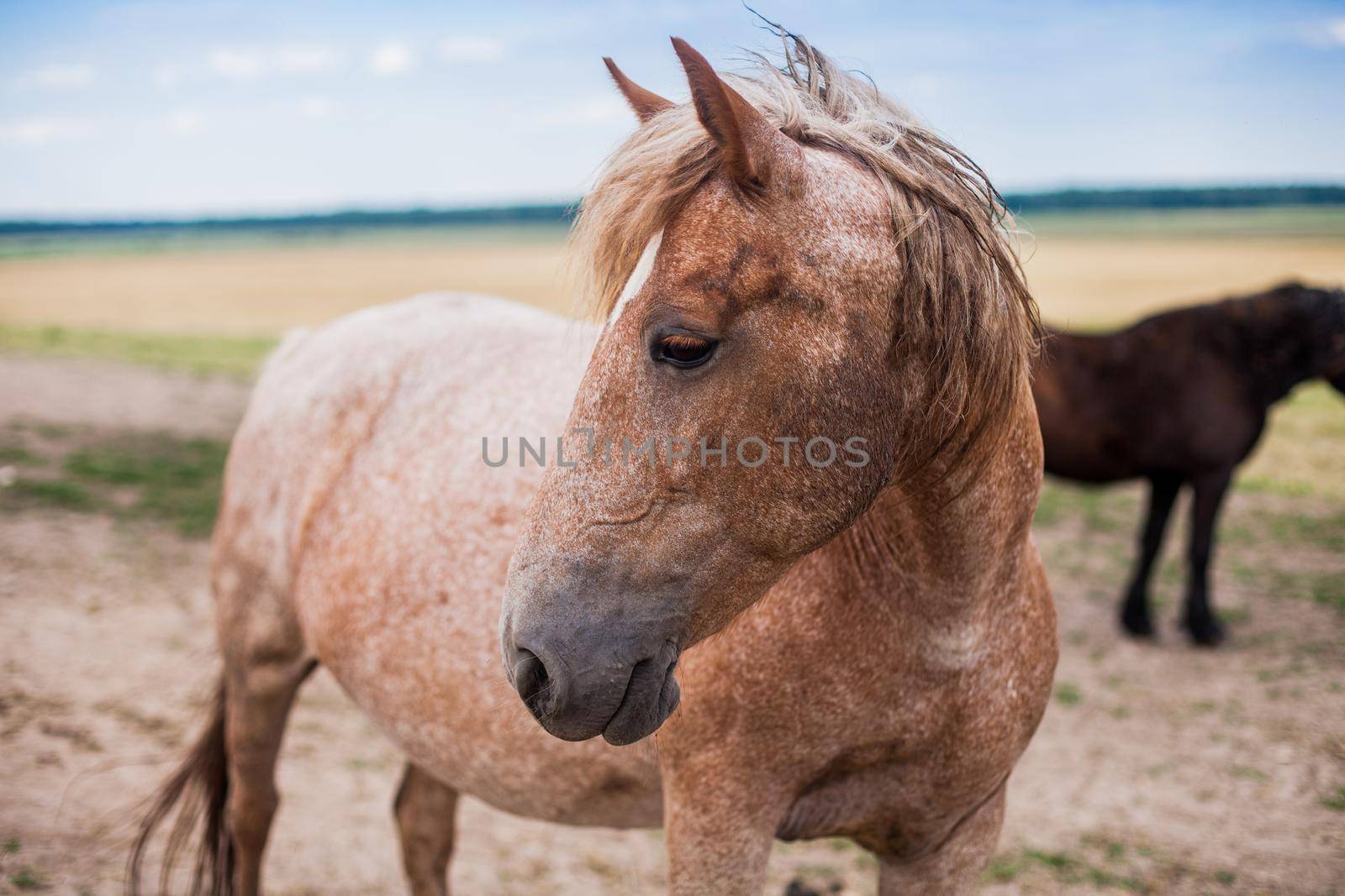 Kind beautiful horse in the field walking