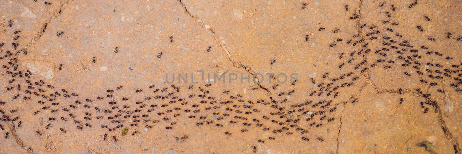 Background, ants running, ants cord, many ants fast on dirt road BANNER, LONG FORMAT by galitskaya