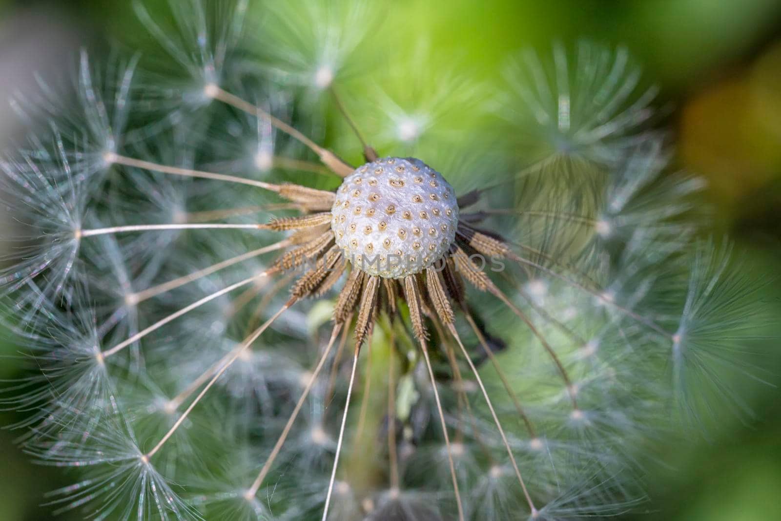 Beautiful dandelion head close up. Natural background