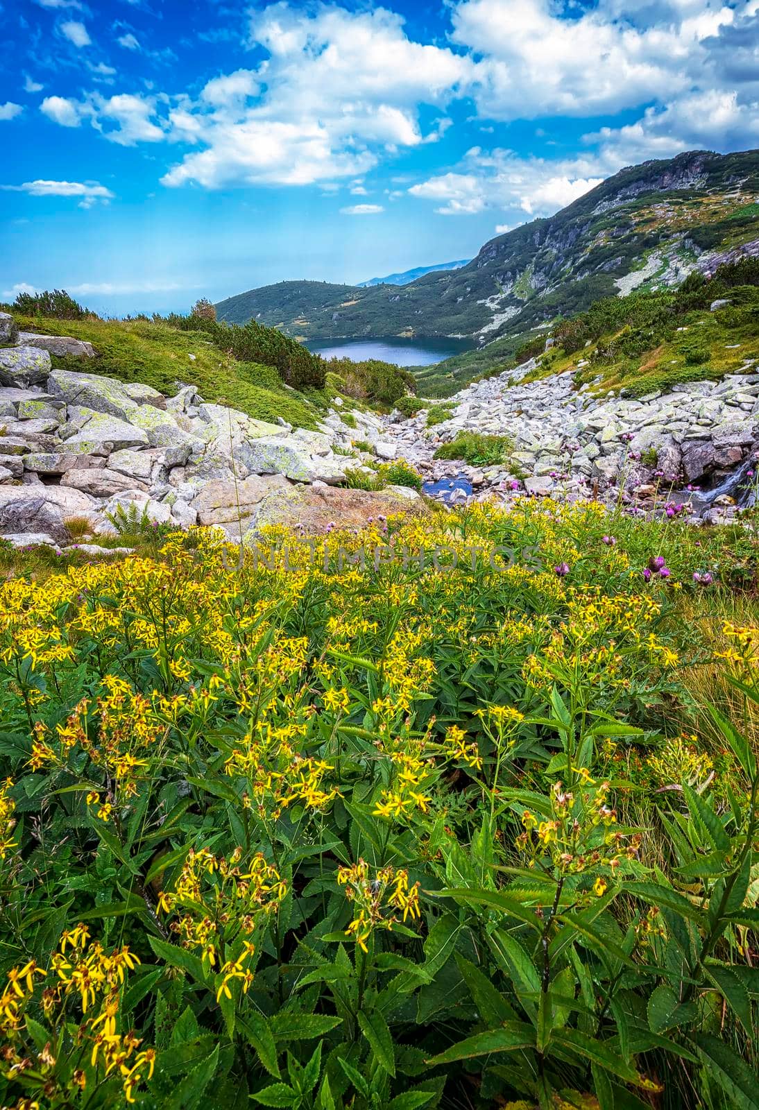 Scenic mountain landscape with yellow flowers, a lake, and rocks.Vertical view by EdVal