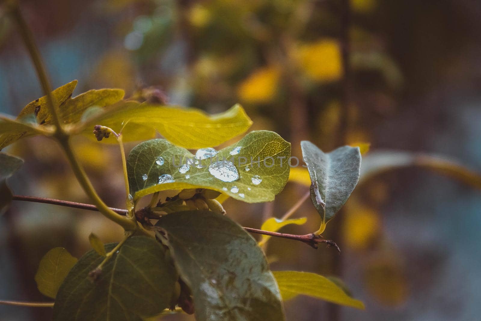 Green leaves with water drops, macro, nature background. Warm light, details. Morning dew