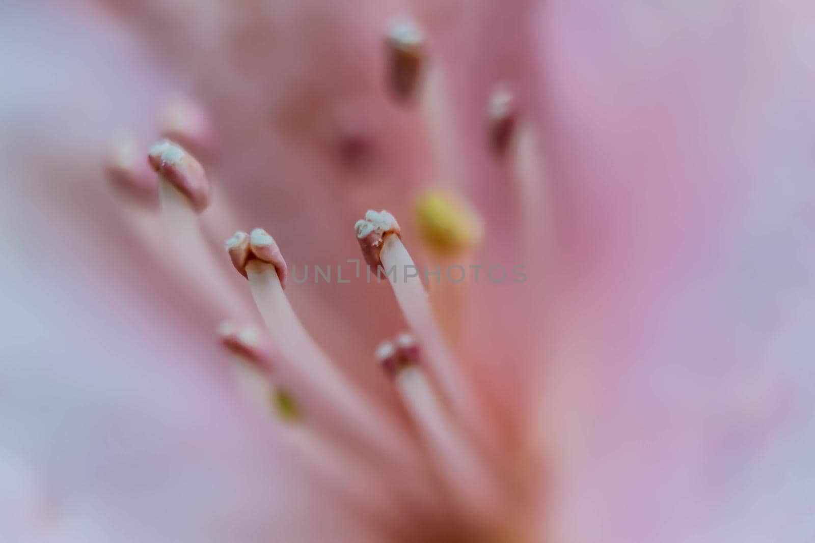 Abstract floral background with macro flower stamens. Beautiful Macro of pink flower. by JuliaDorian