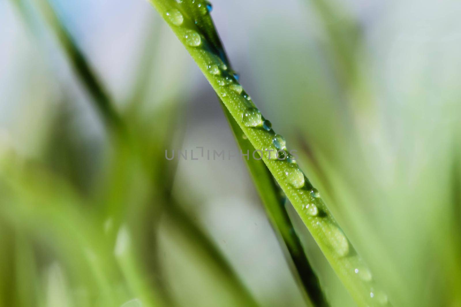 Fresh green grass with water droplet in sunshine. Morning dew on a grass