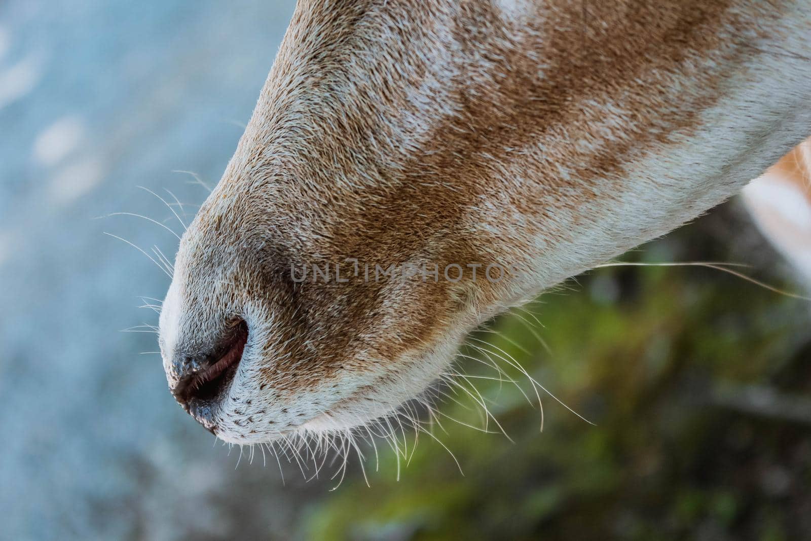 Deer in a farm. Close view of a deer's head and nose by JuliaDorian