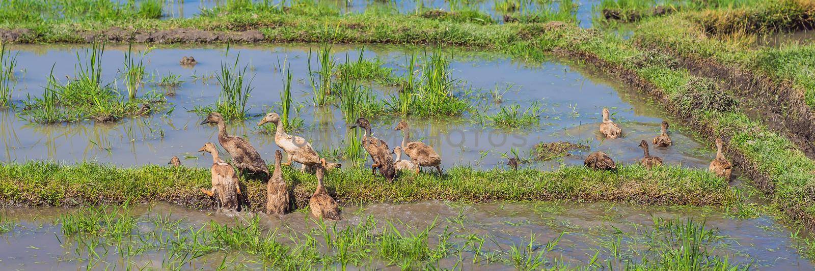 Ducks on a rice field, rural landscape, Bali Island, Indonesia BANNER, LONG FORMAT by galitskaya
