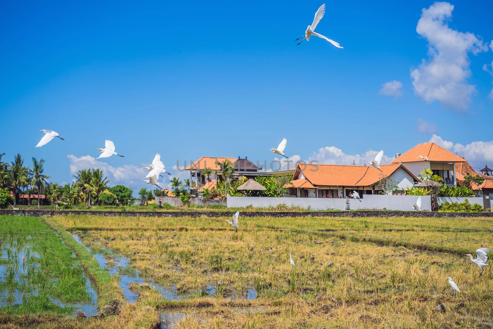 herons flying in a row on blue sky background.