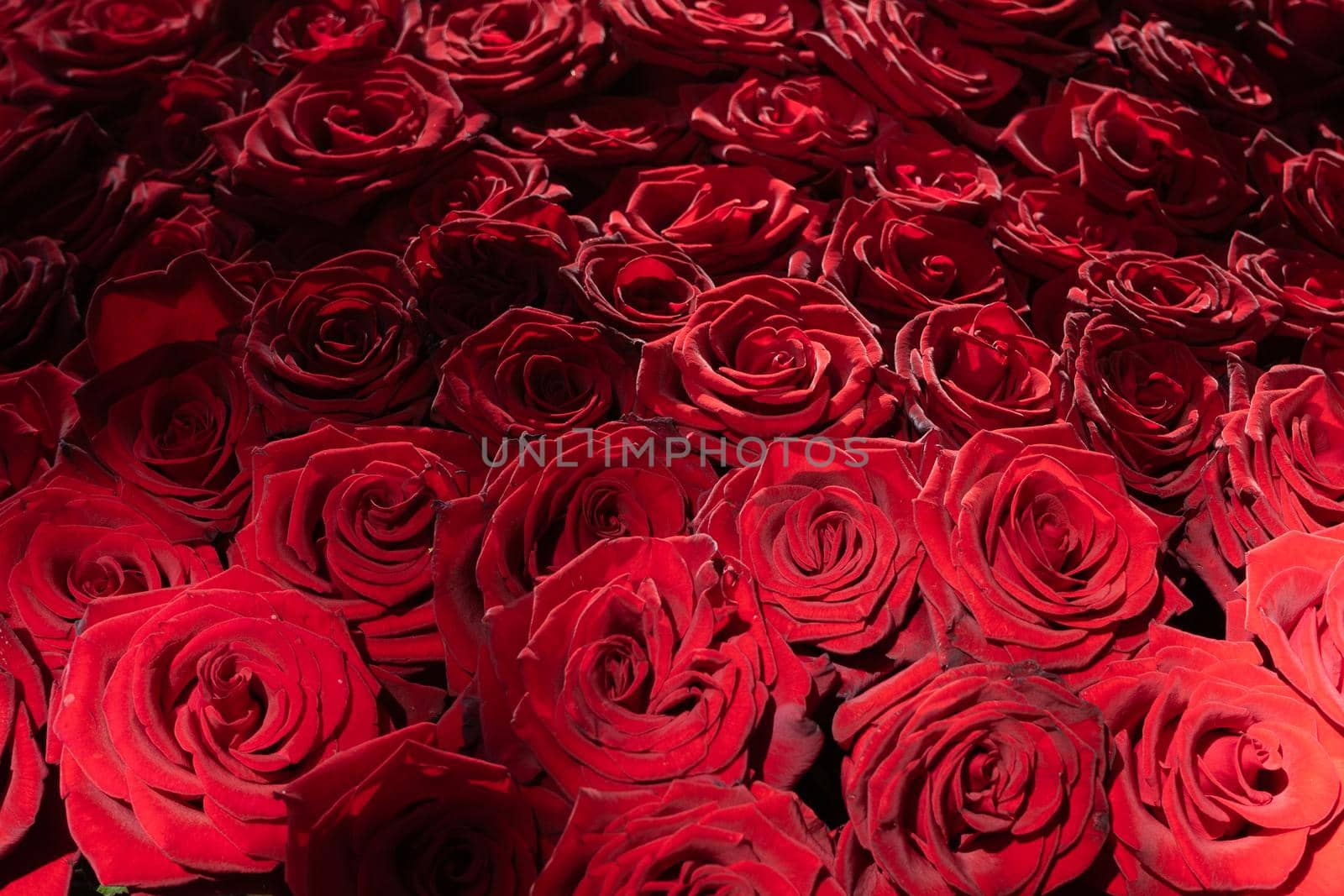 Many blooming red roses with romantic lighting.