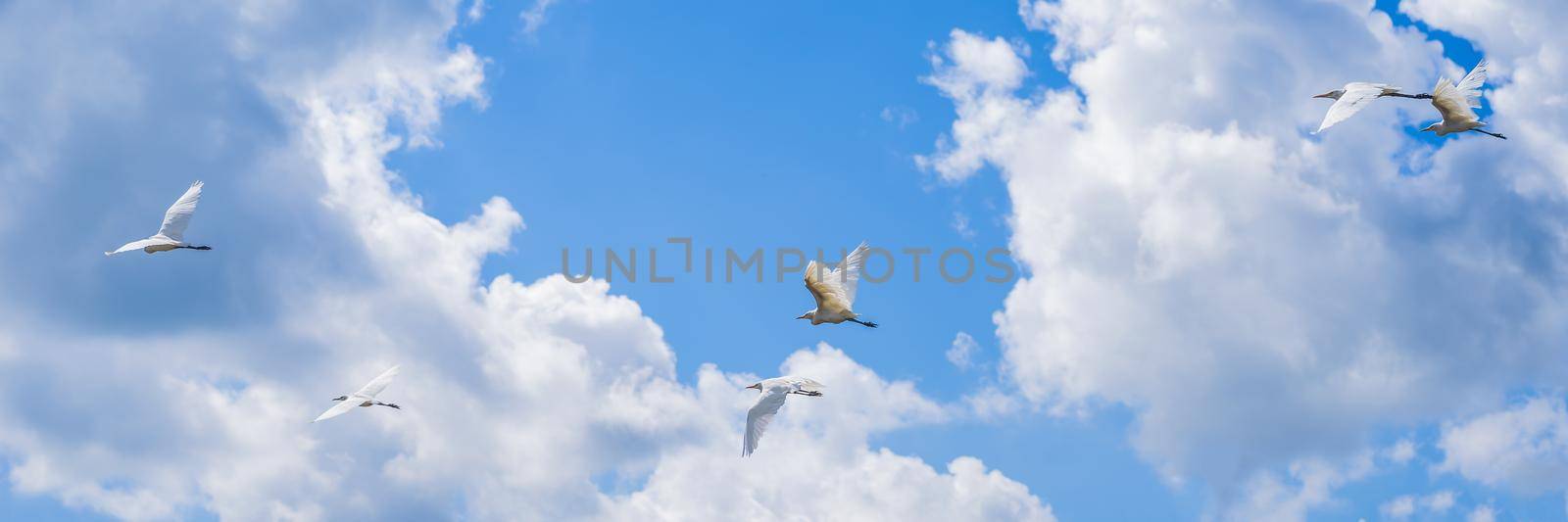 herons flying in a row on blue sky background.