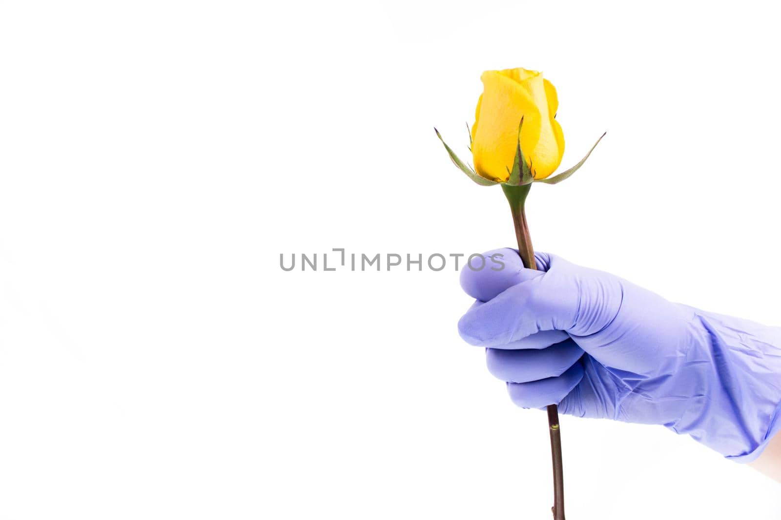 Hand in a surgical glove holds yellow rose isolated on white background.